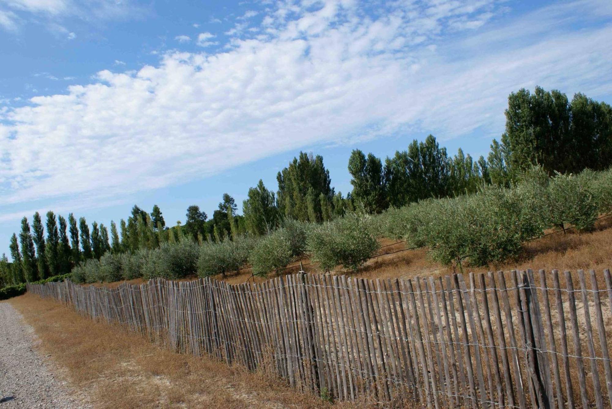 L'Oliveraie de Paul Aigues-Mortes Exterior foto